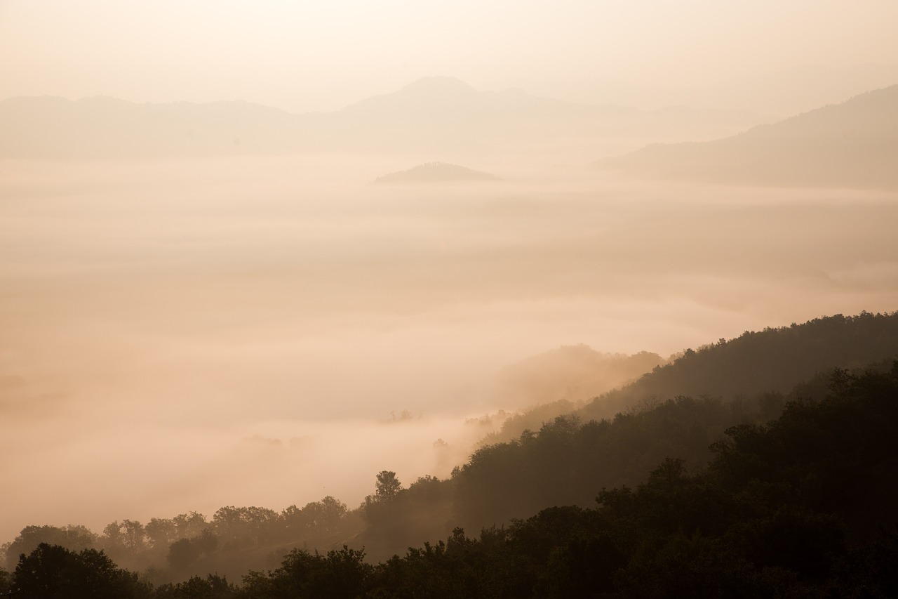 forest mountains fills free photo