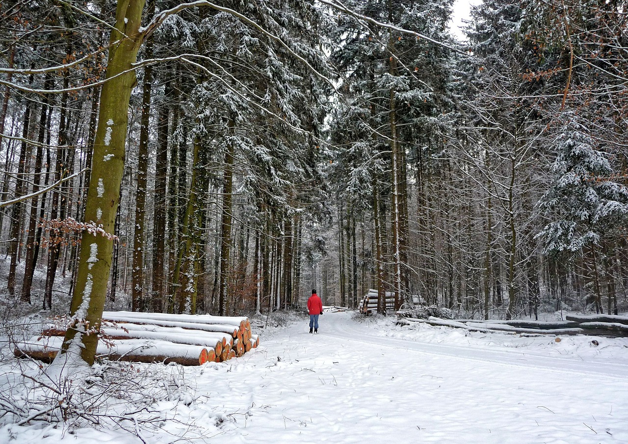 forest winter wintry free photo