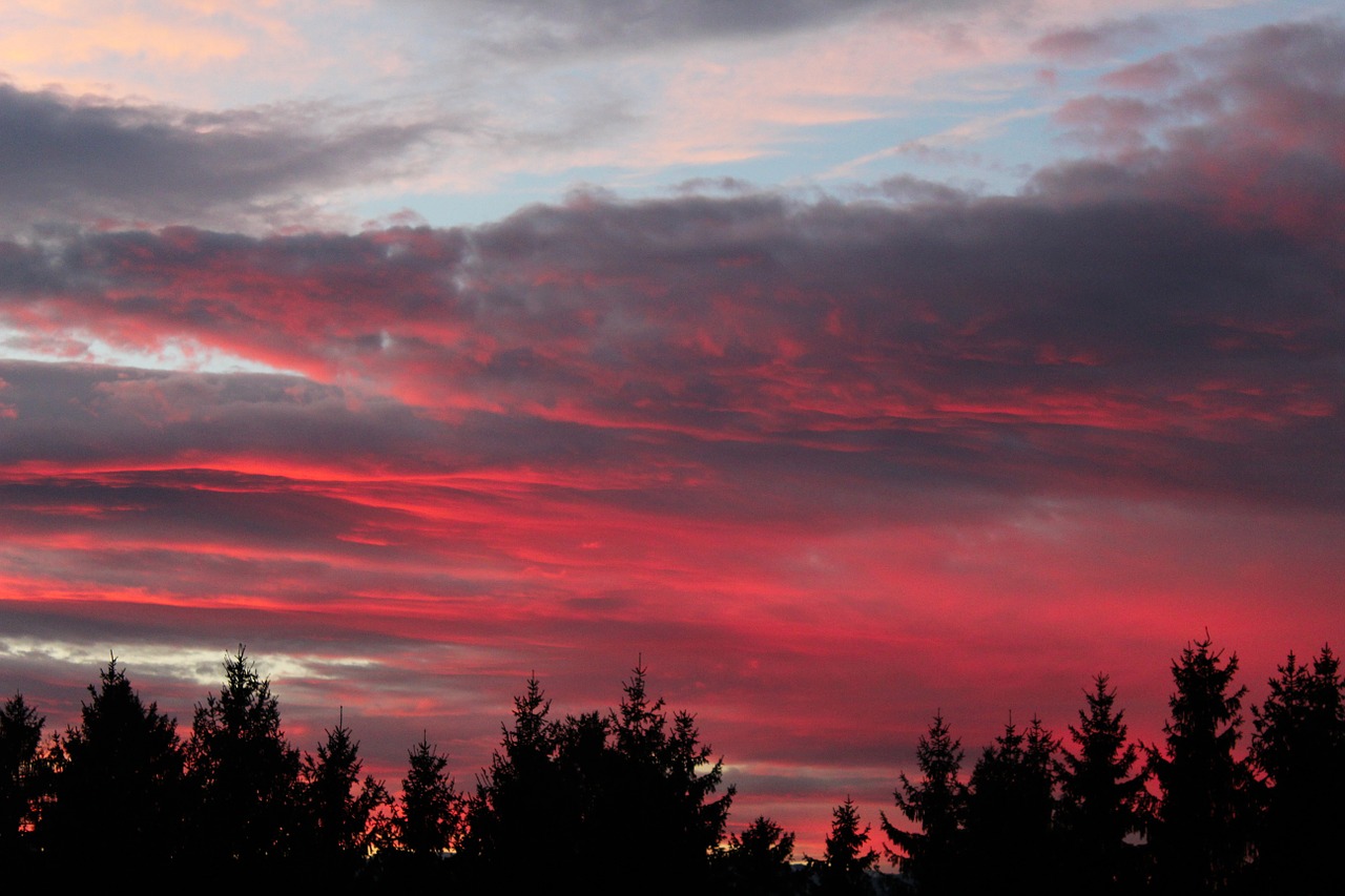 forest silhouettes sunset free photo