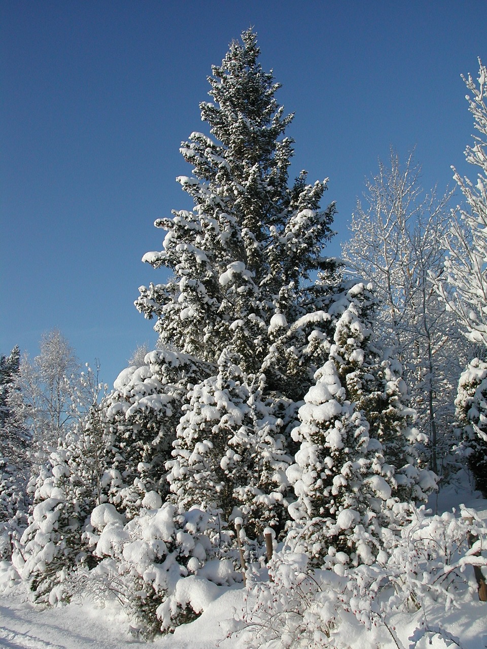 forest snow winter free photo