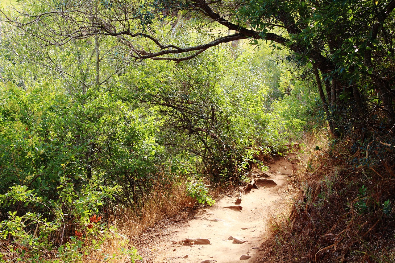 forest forest path light and shadow free photo