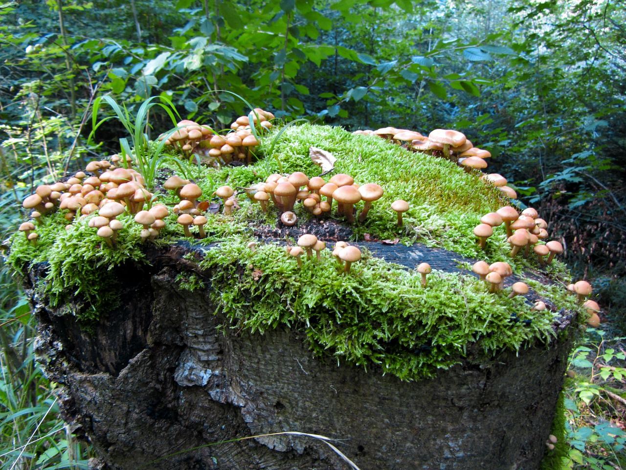 forest mushrooms log free photo