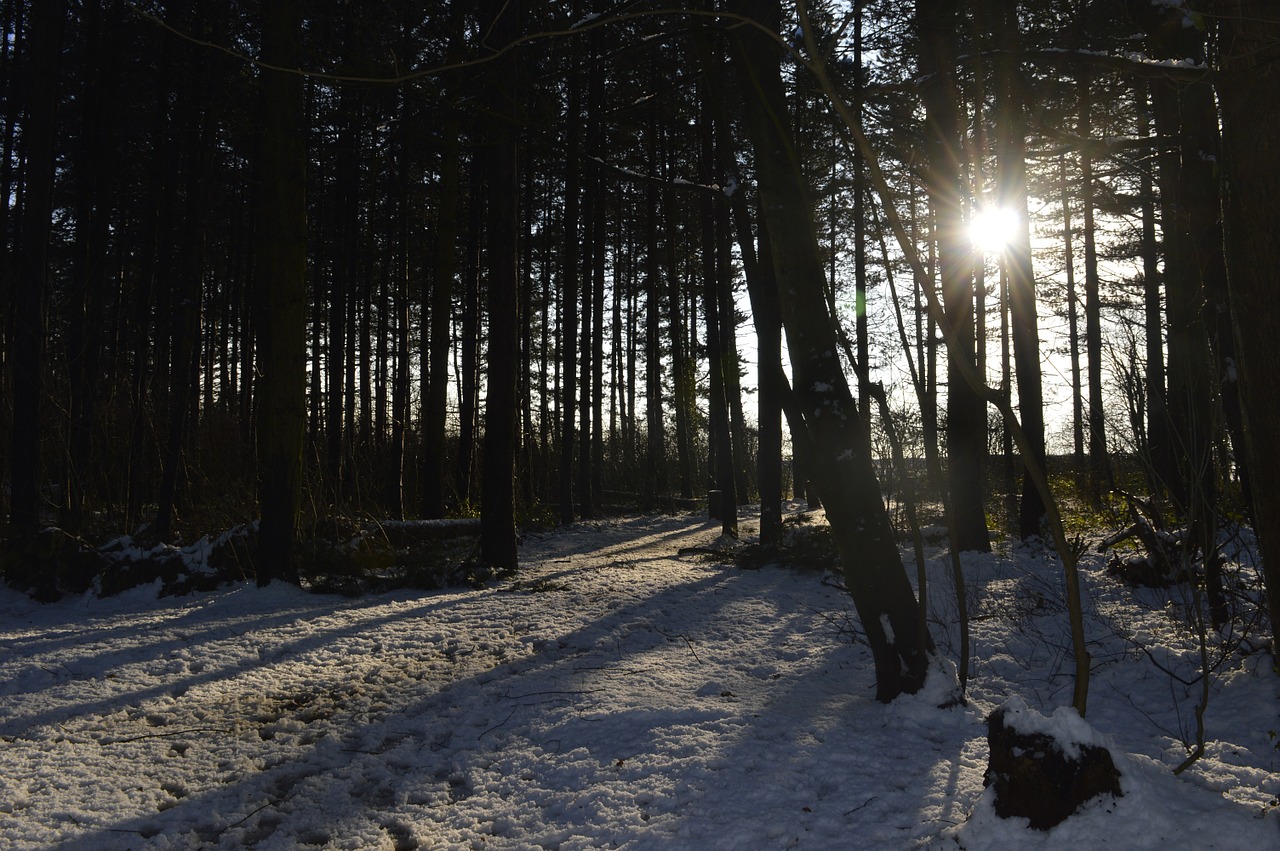 forest snow sun free photo