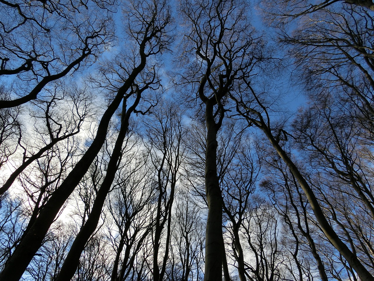 forest sky winter free photo