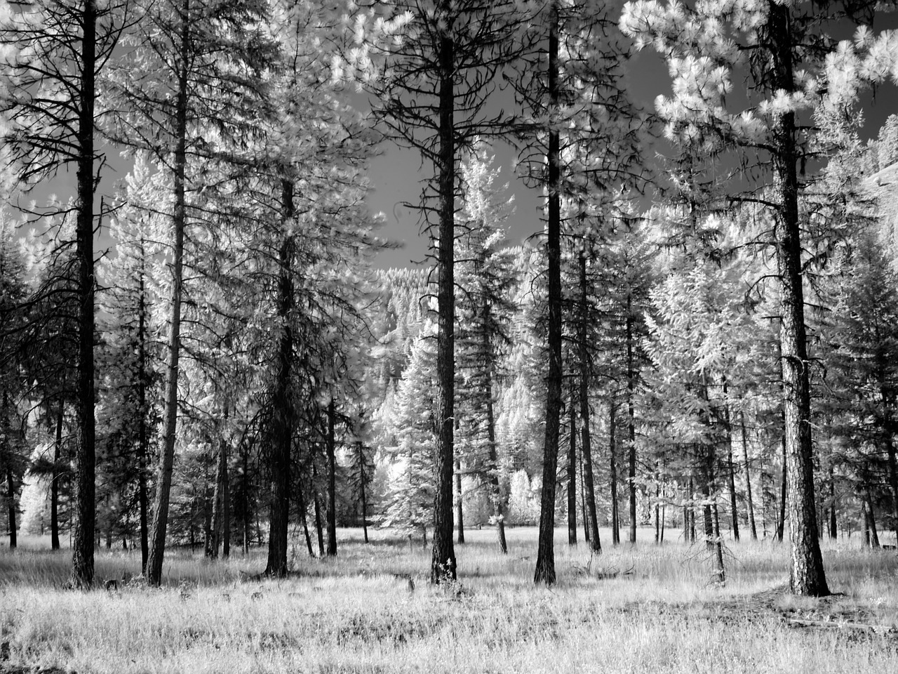 forest trees black and white free photo