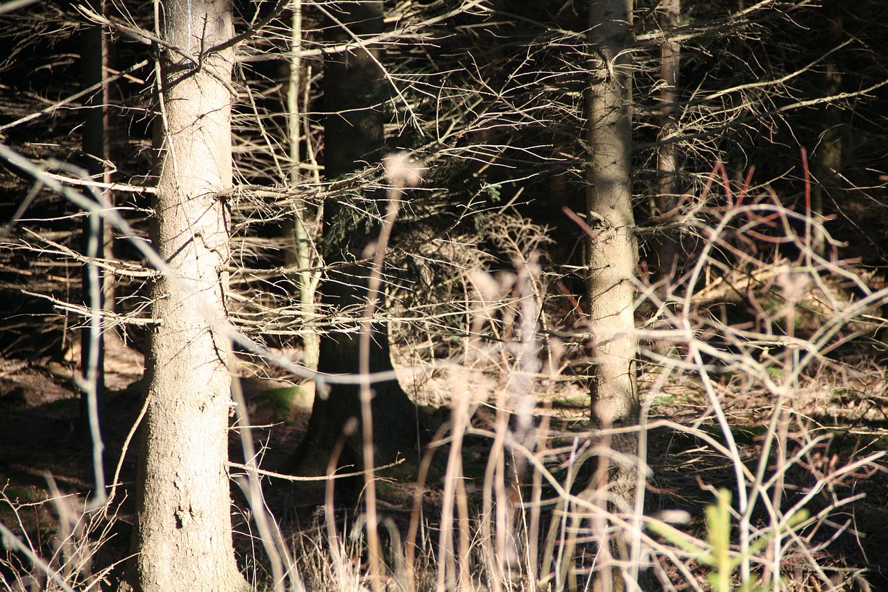 forest tree sun free photo