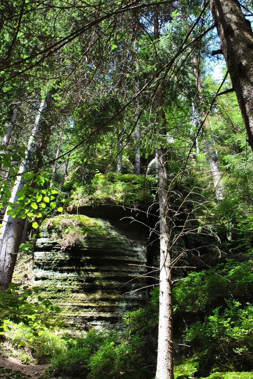 forest rocks mountains free photo