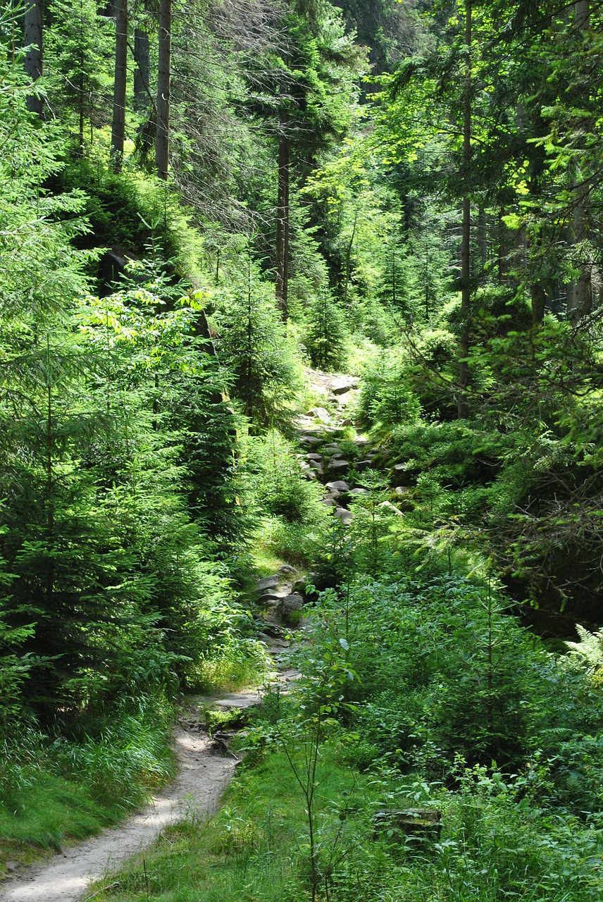 forest the path tree free photo