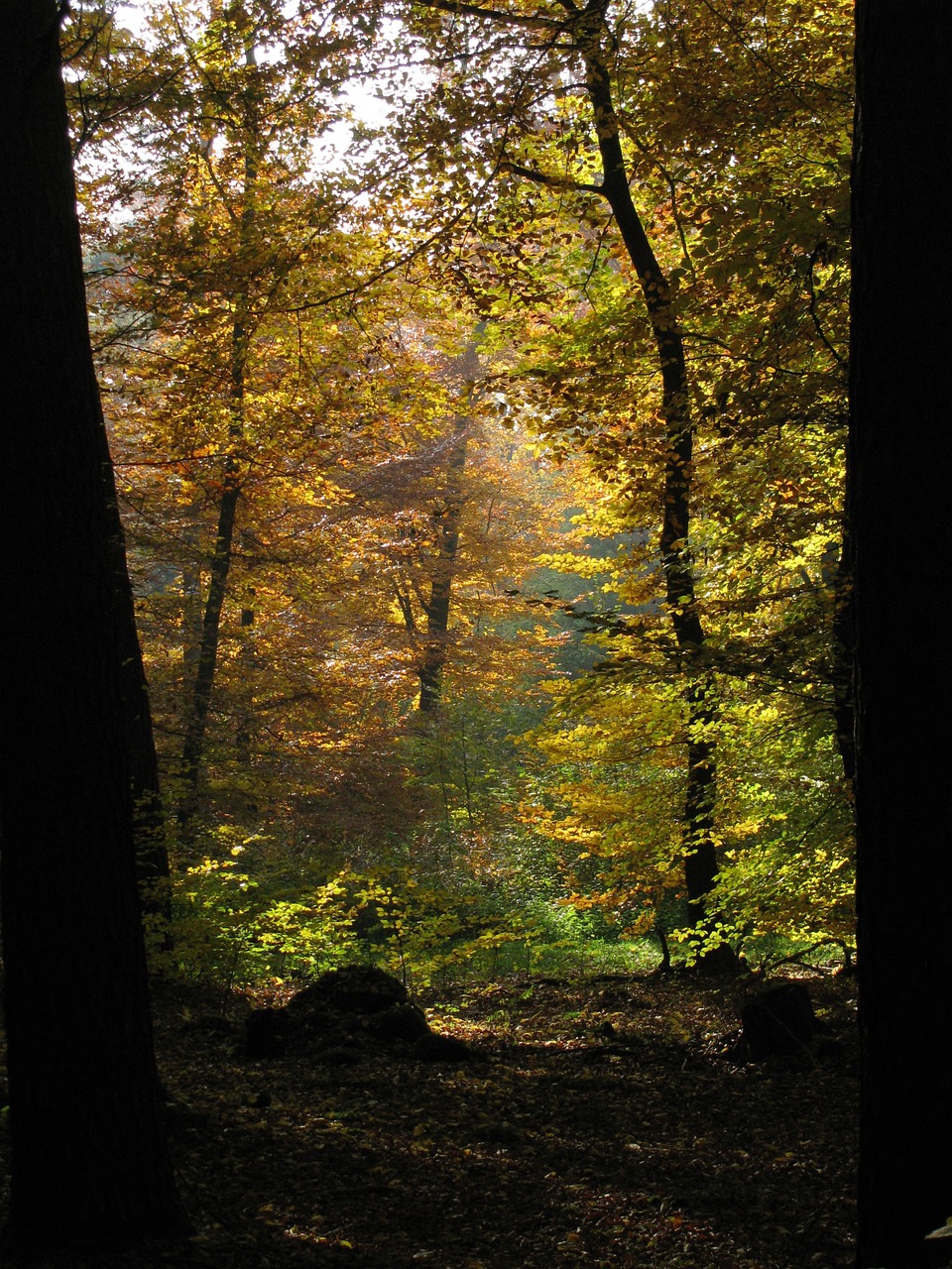 forest trees nature free photo