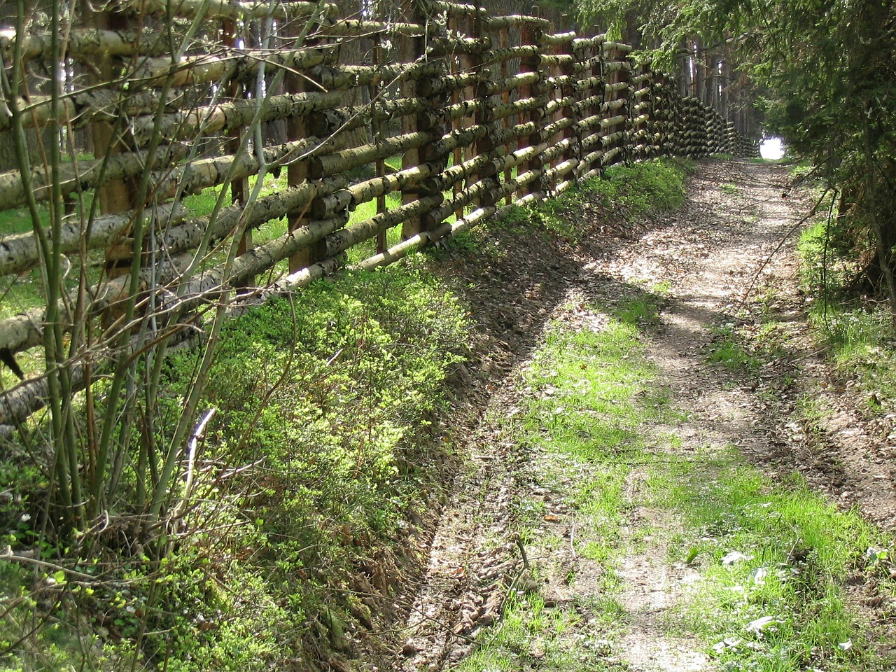 forest forest path south bohemia free photo