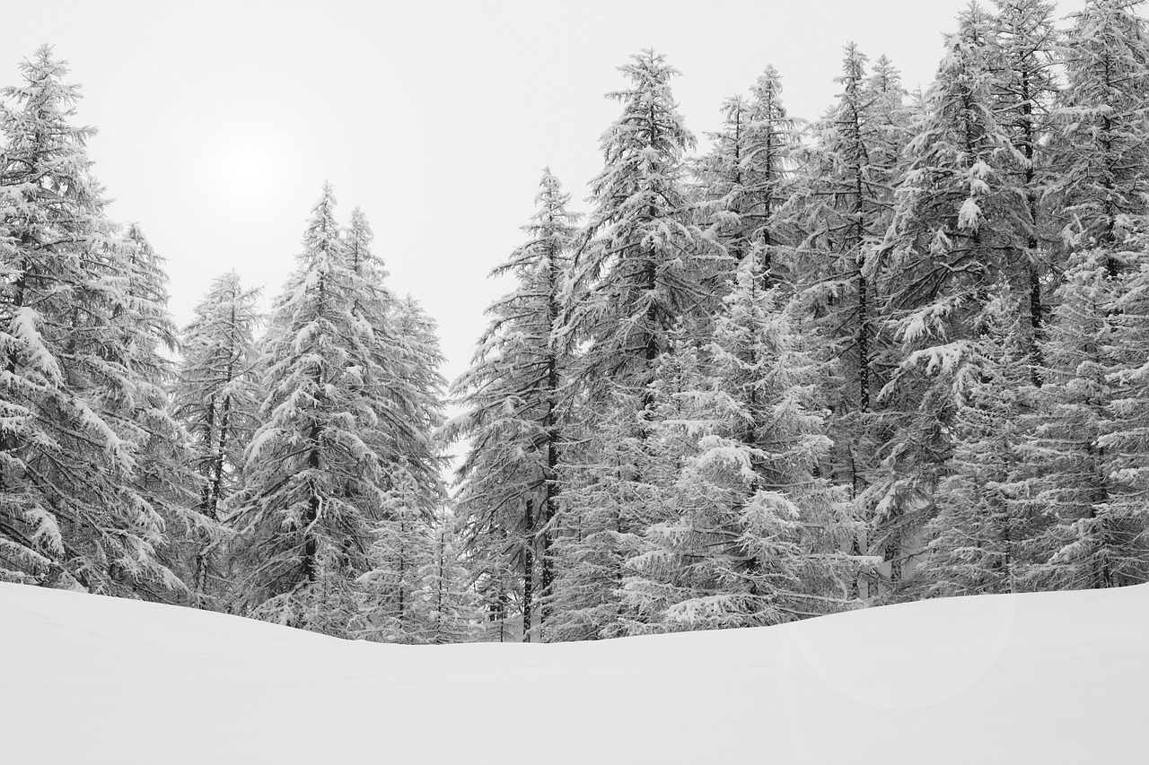 forest alps nature free photo