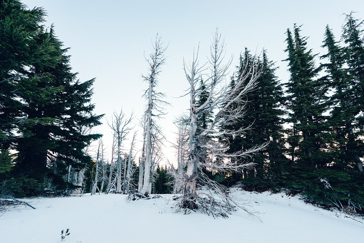 forest winter snow free photo