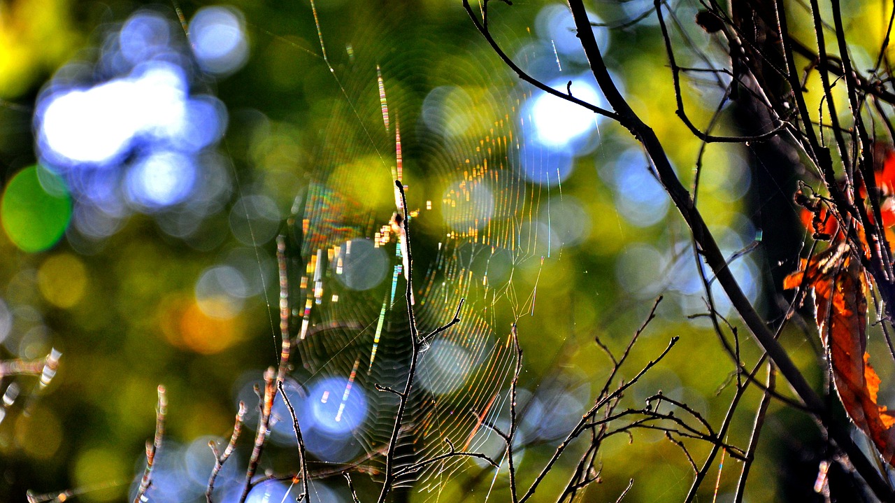 forest macro nature free photo