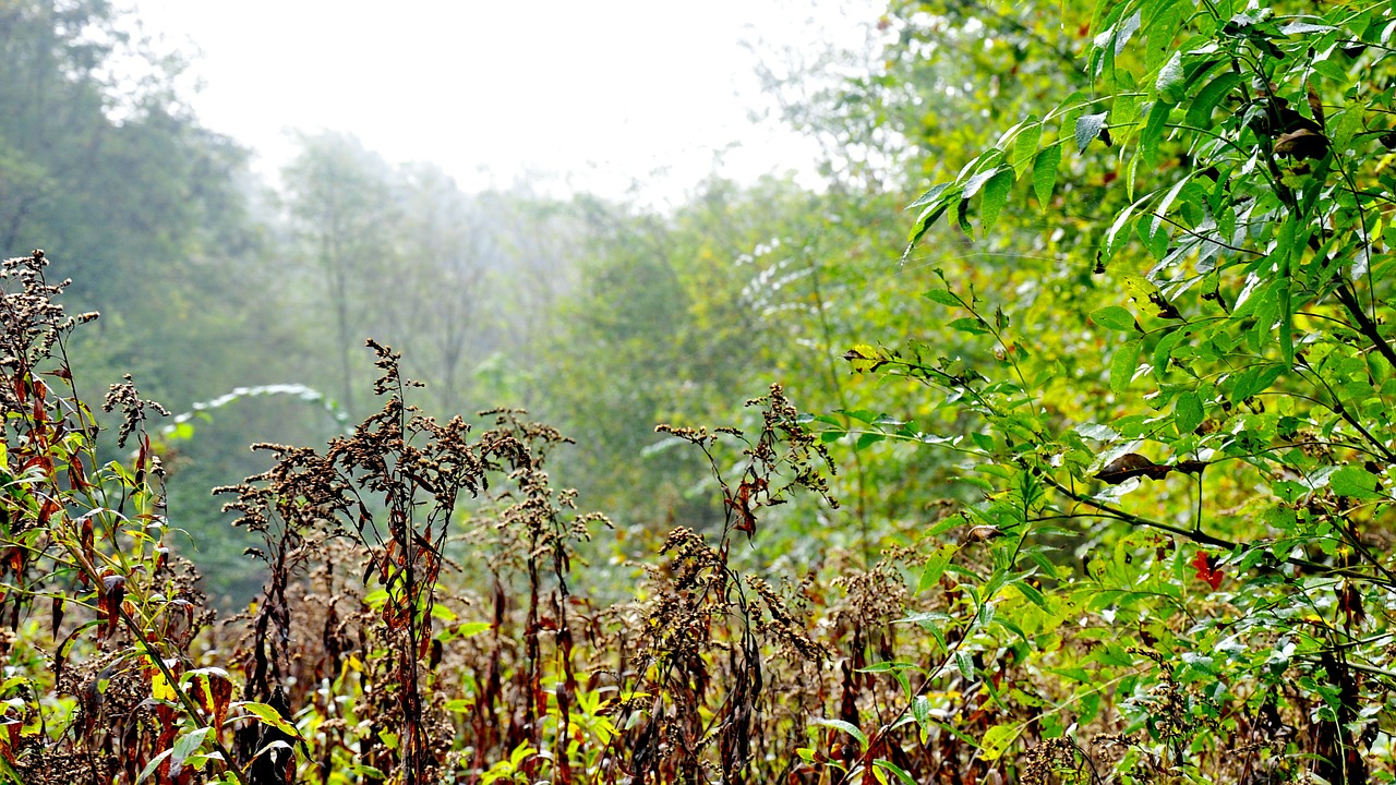 forest fog nature free photo