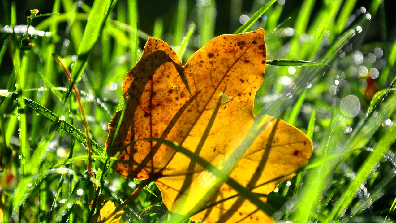 forest dew nature free photo