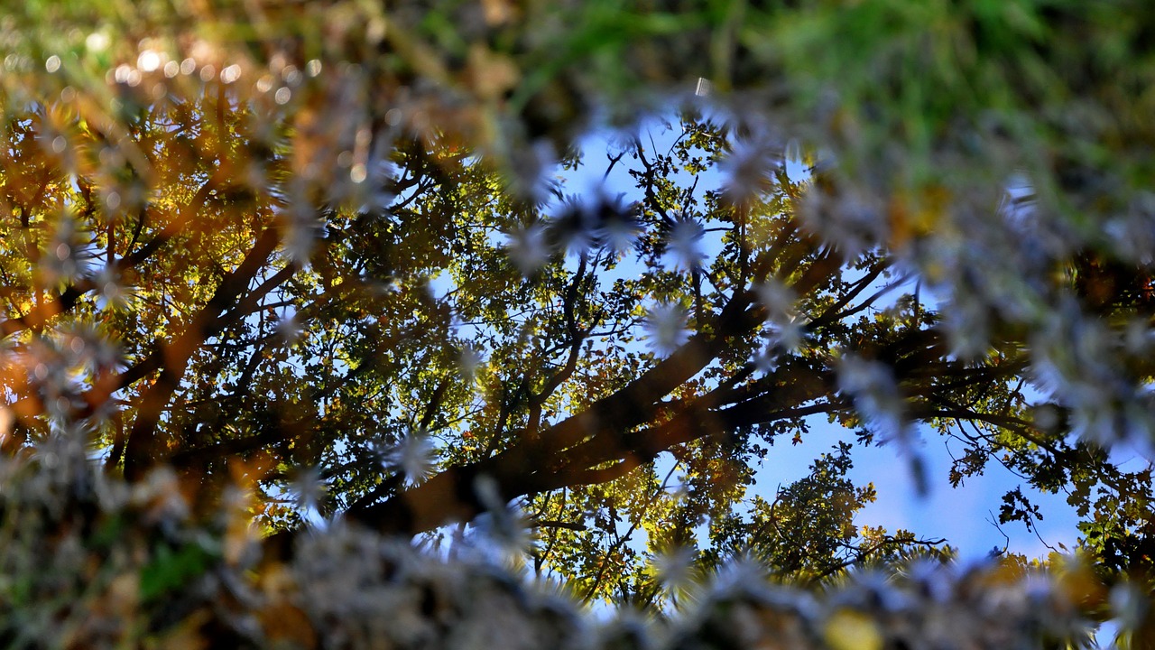 forest light autumn free photo