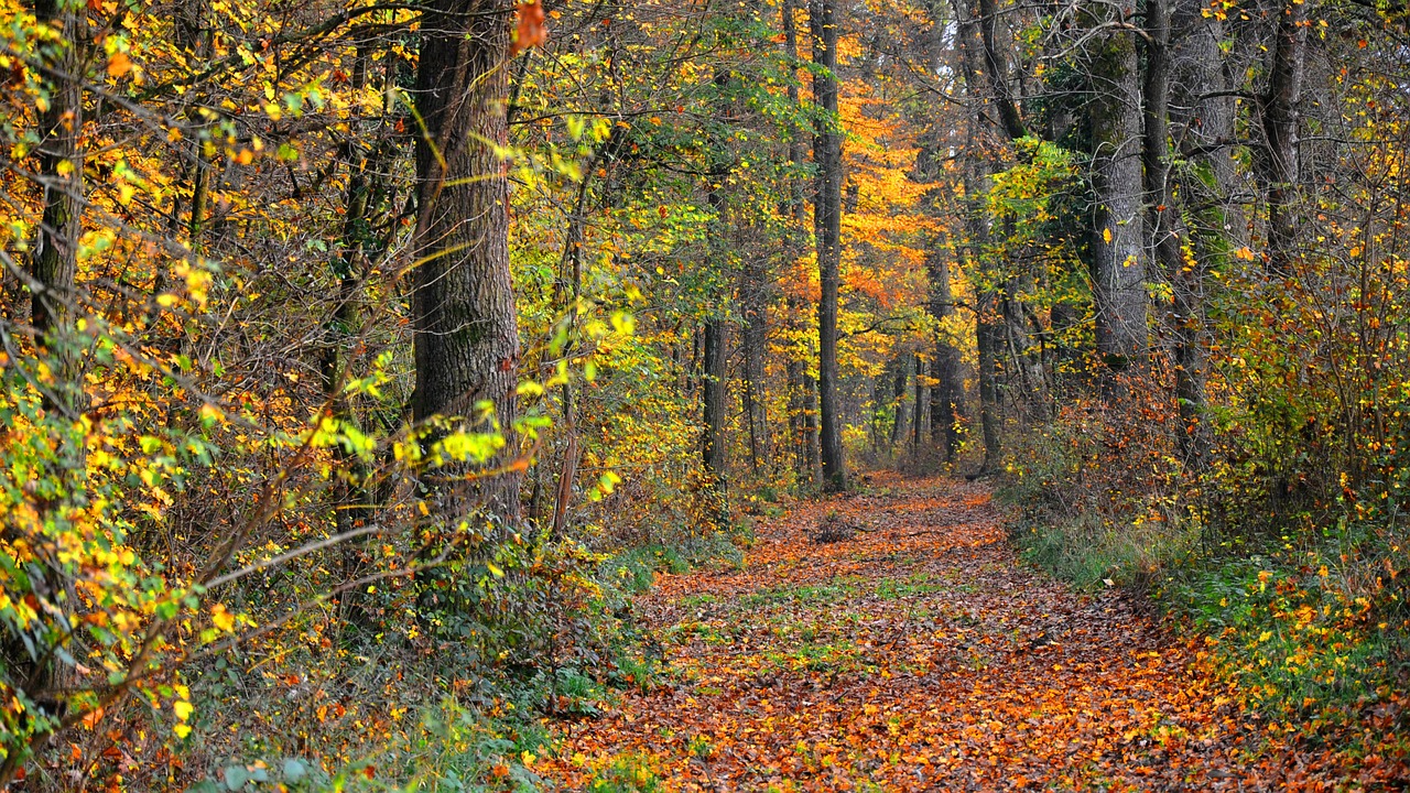 forest light mud free photo