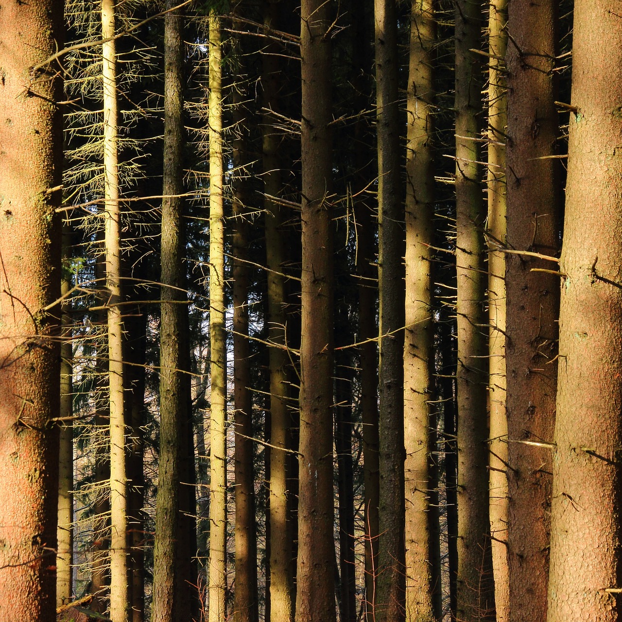 forest trees tree trunks free photo