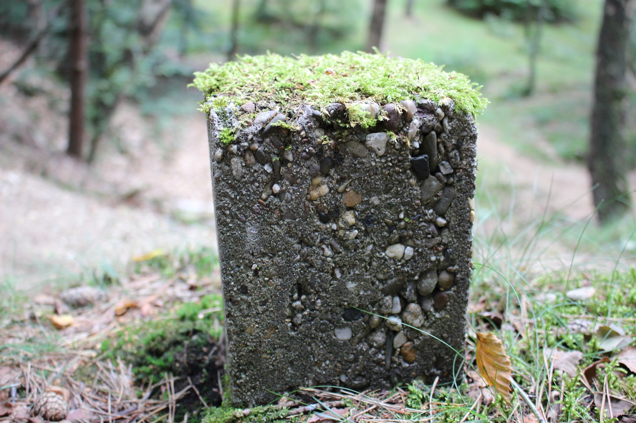 forest stone nature free photo