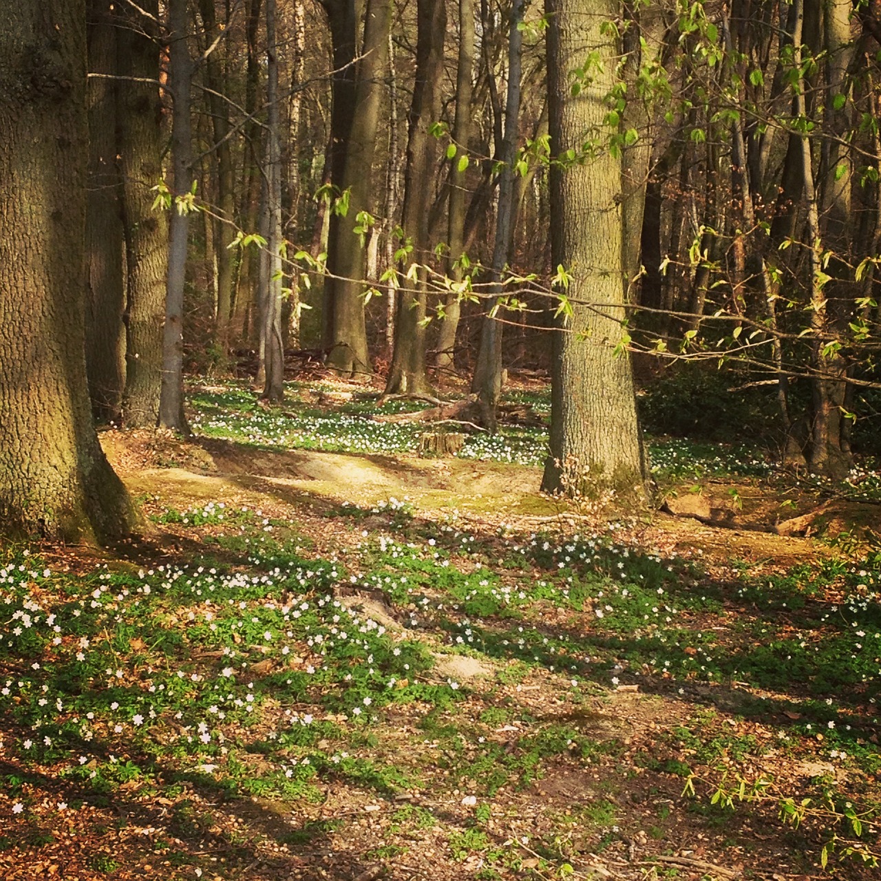 forest trees mood free photo