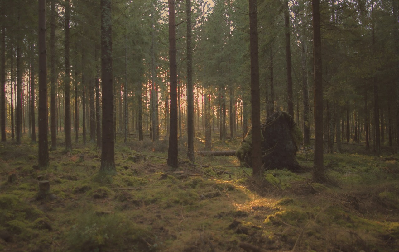 forest tree pines free photo