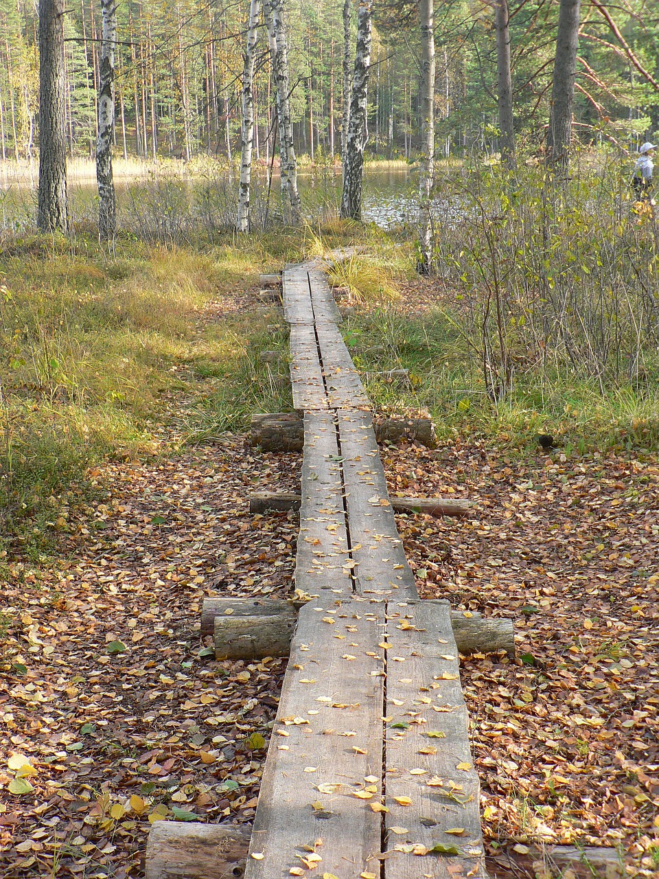 forest duckboards the path free photo