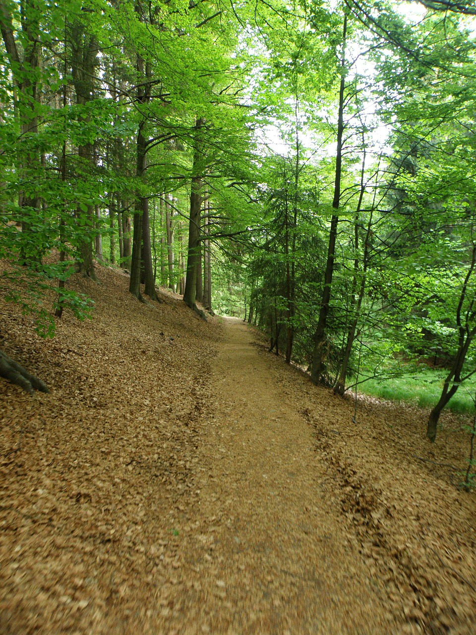 forest path tree free photo