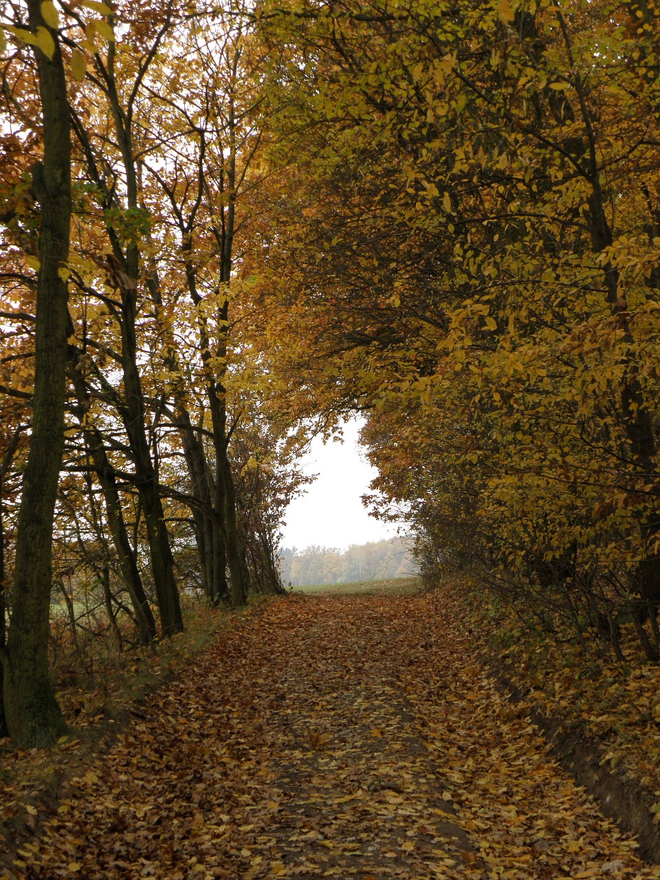 forest path autumn free photo