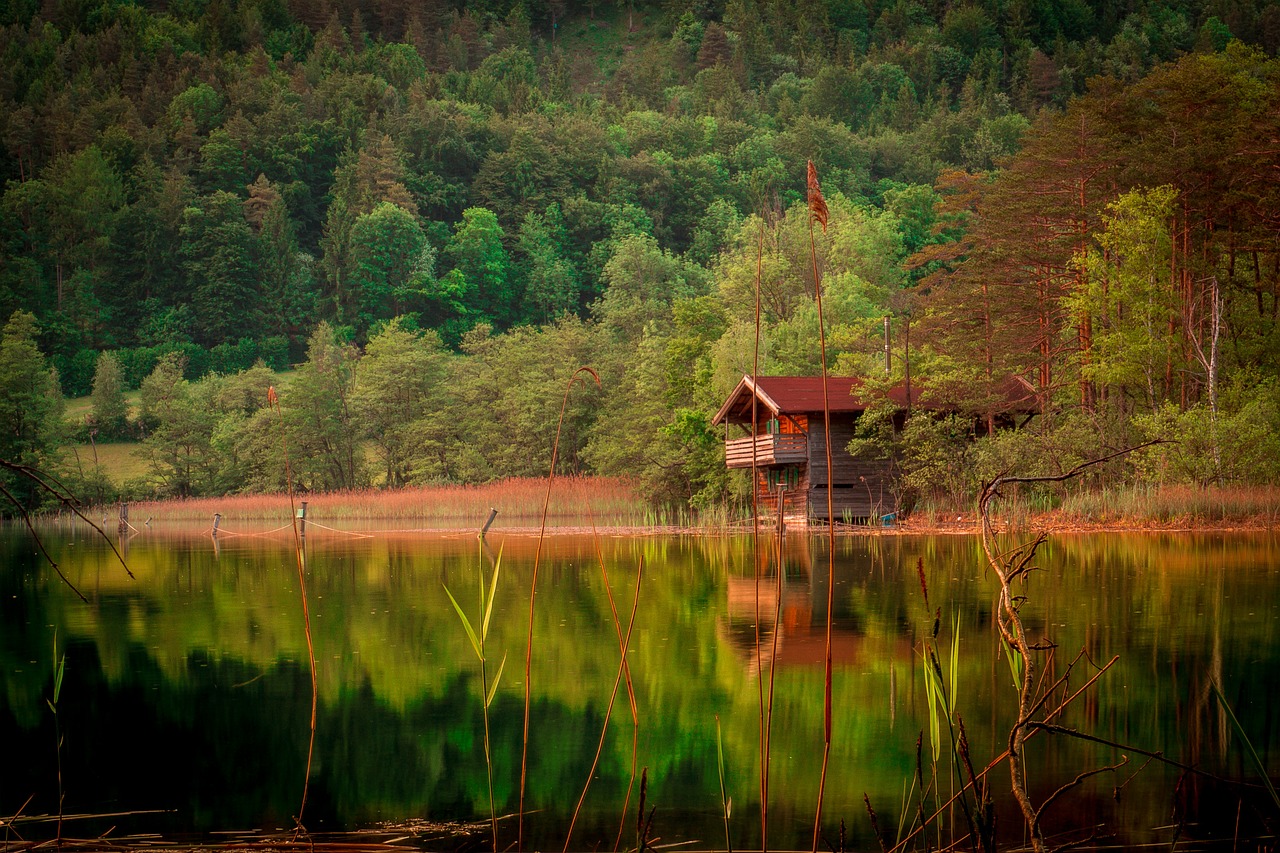 forest lake mountains free photo