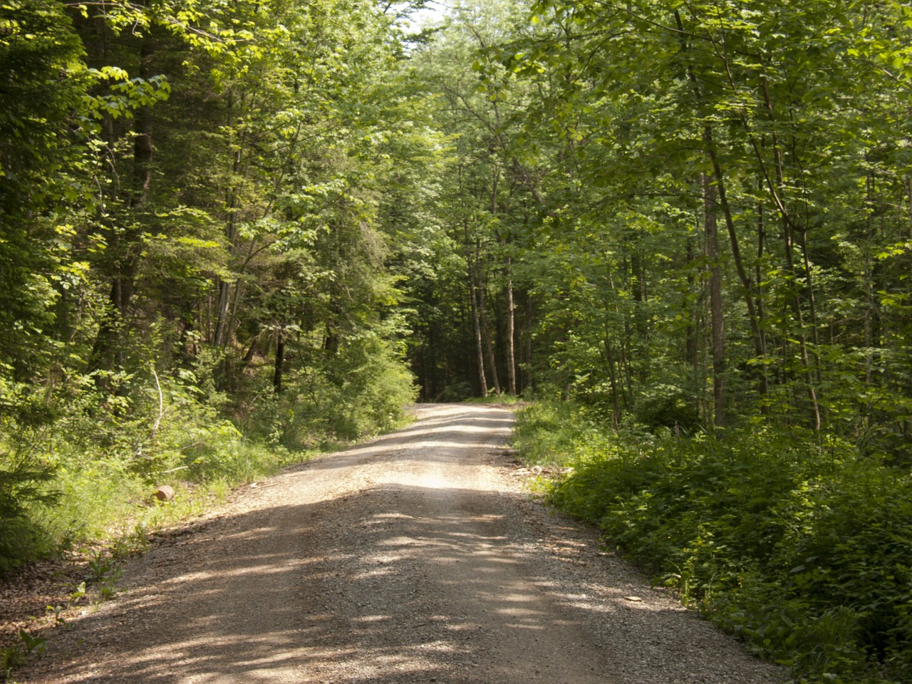 forest forest path hiking free photo