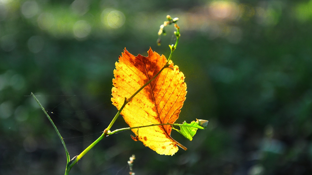 forest autumn fog free photo