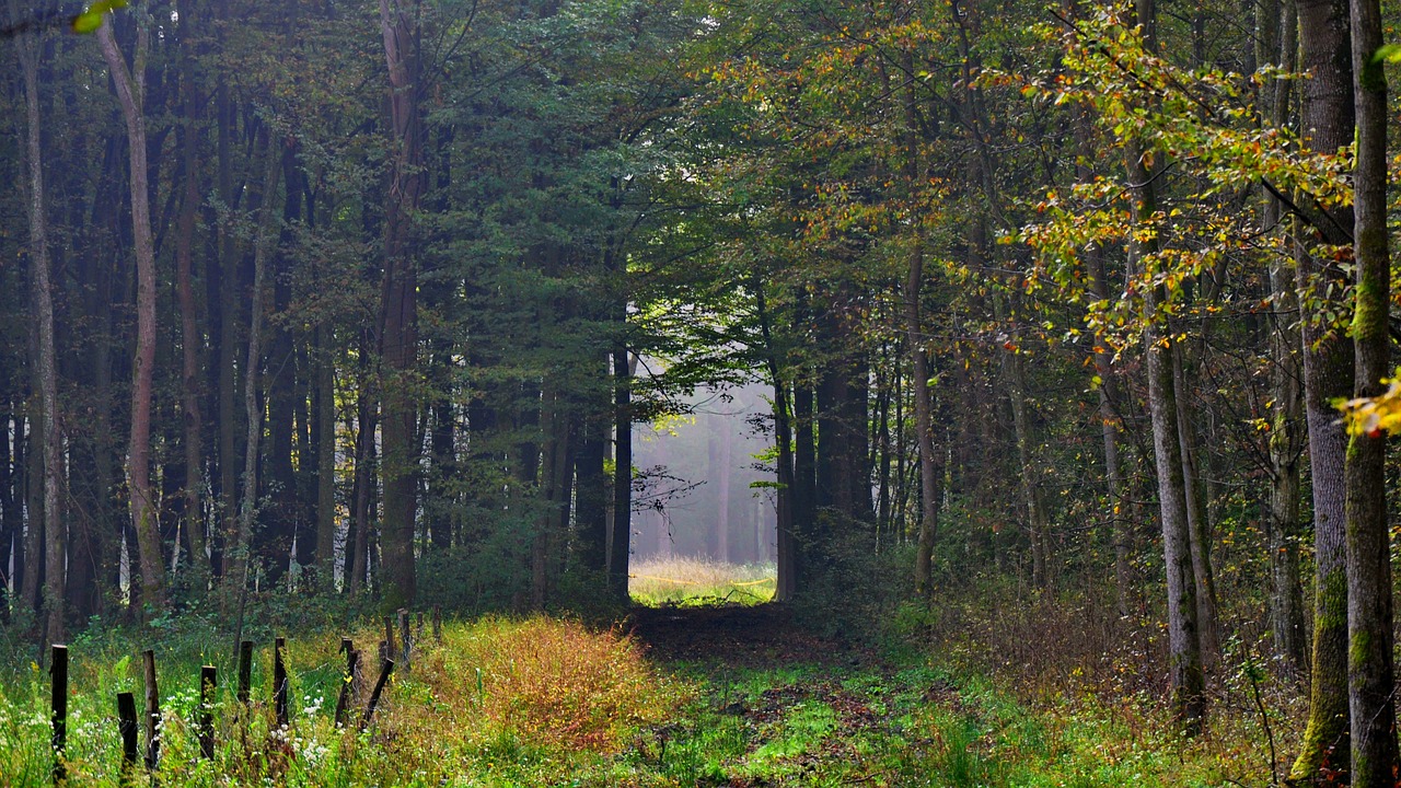 forest autumn fog free photo