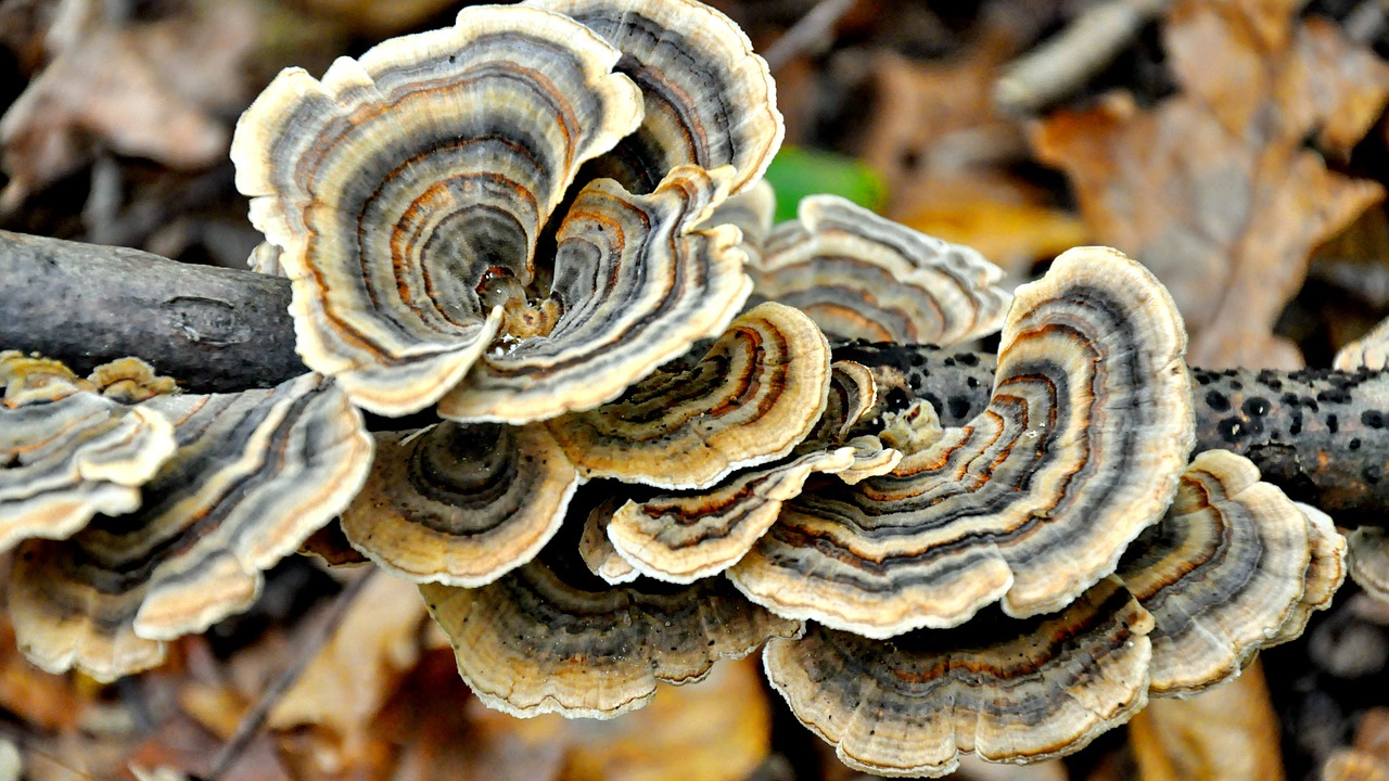 forest autumn mushroom free photo