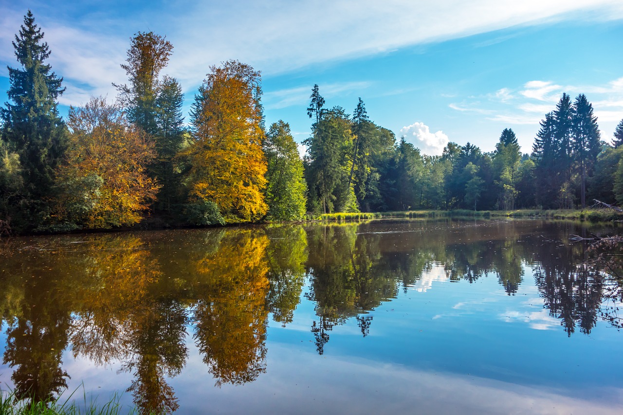 forest autumn golden free photo