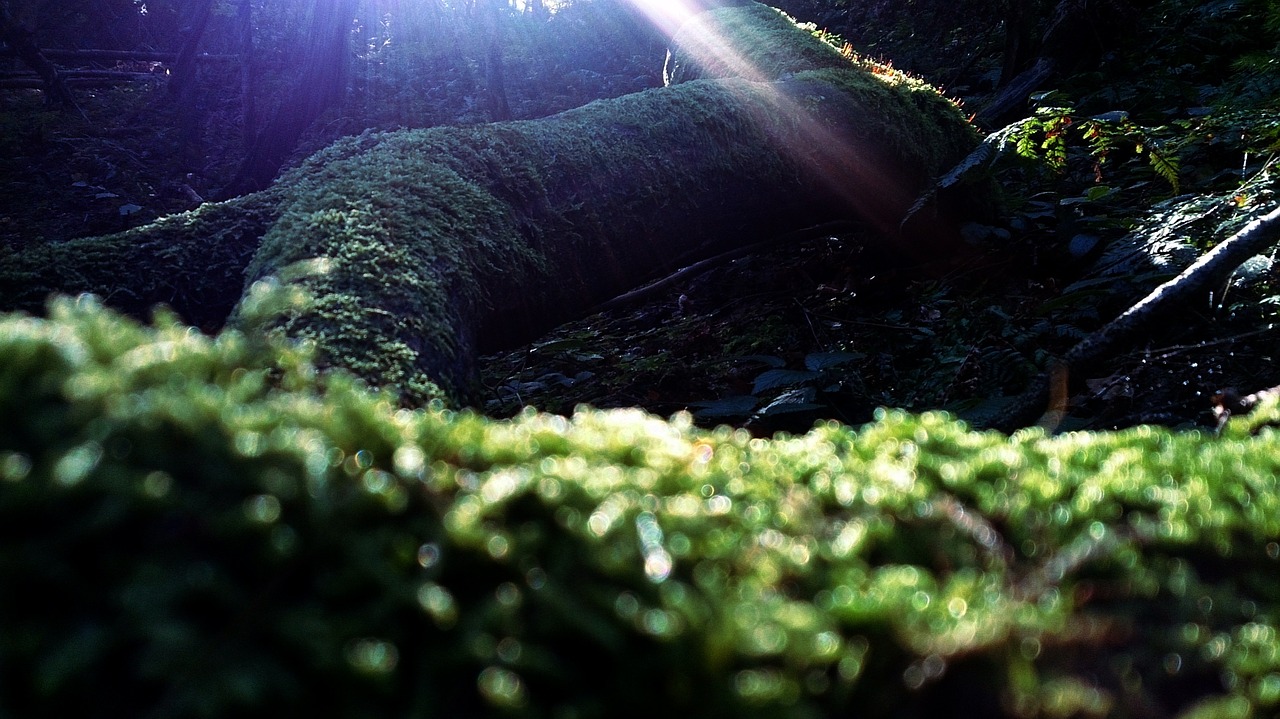 forest moss plants free photo