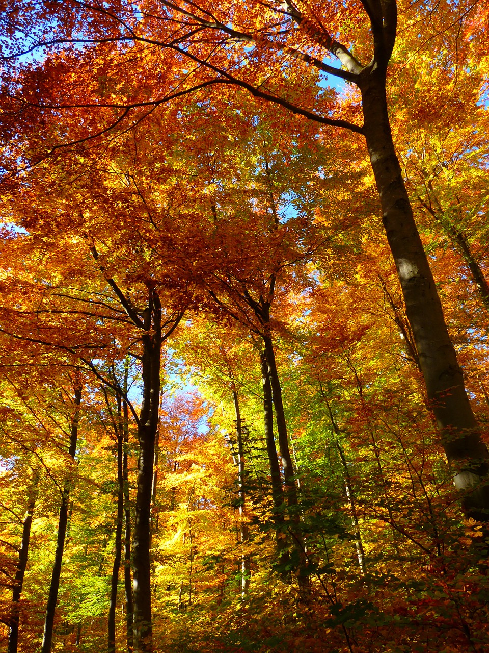 forest autumn forest colorful free photo