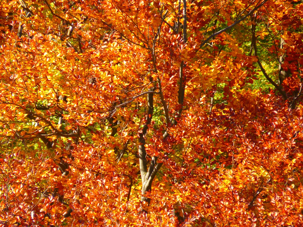 forest autumn forest colorful free photo