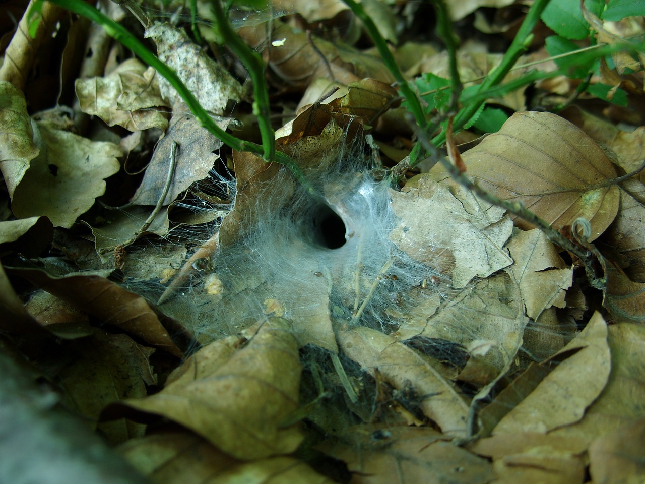 forest cobweb foliage free photo