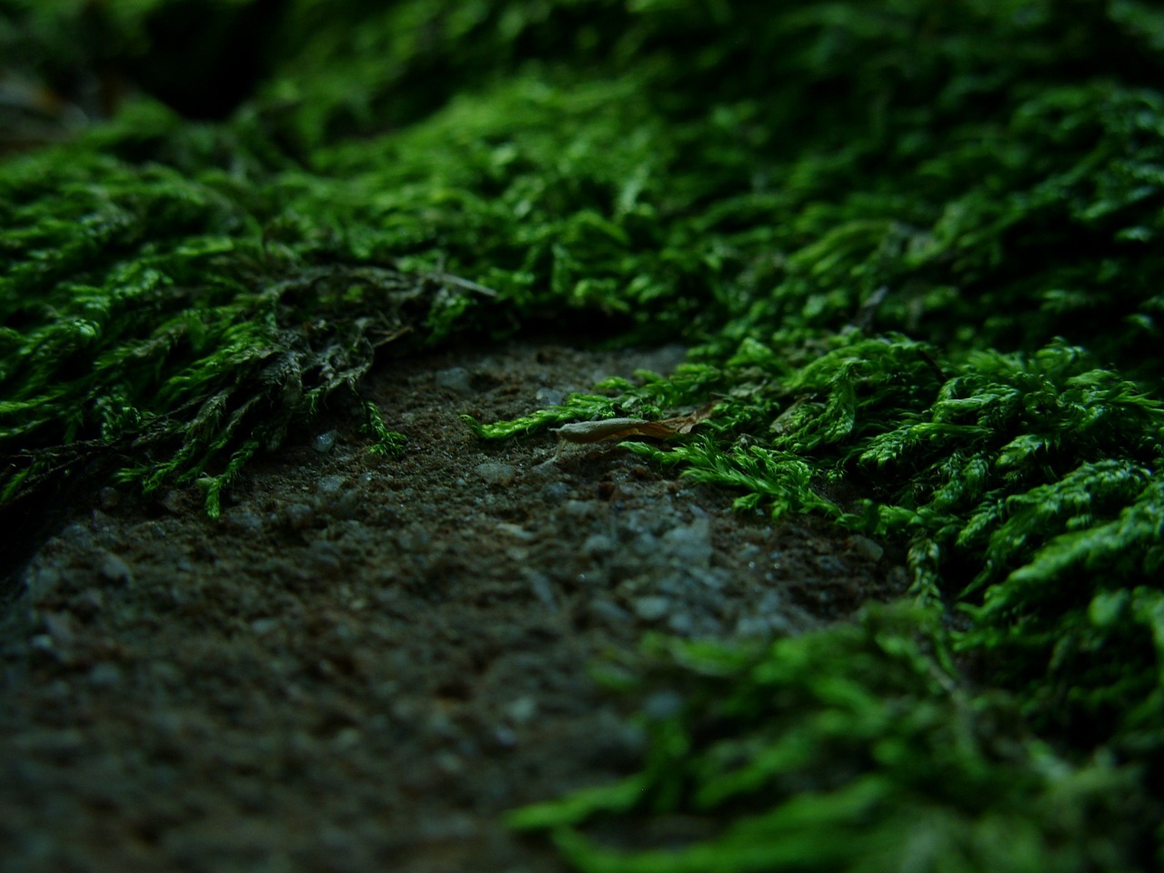 forest moss nature free photo