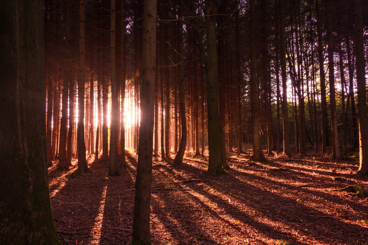 forest trees light free photo