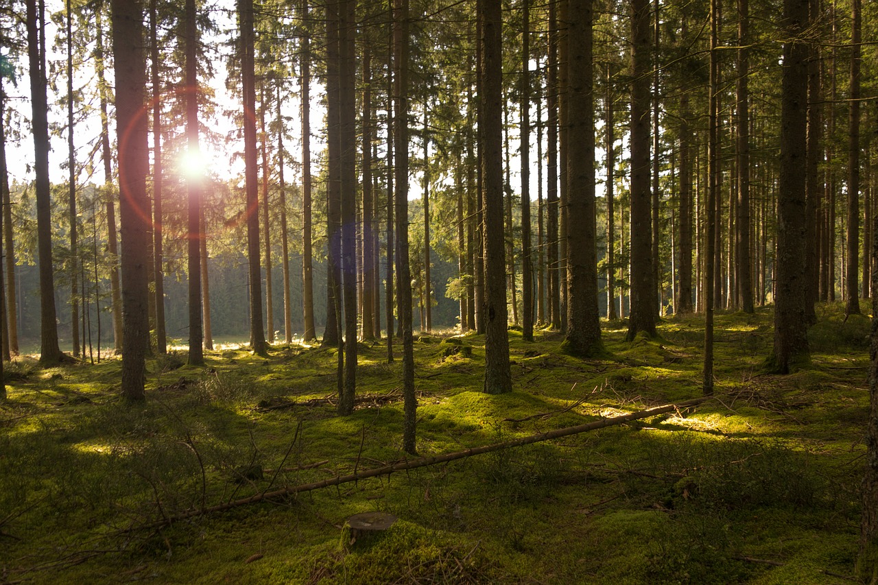 forest trees light free photo