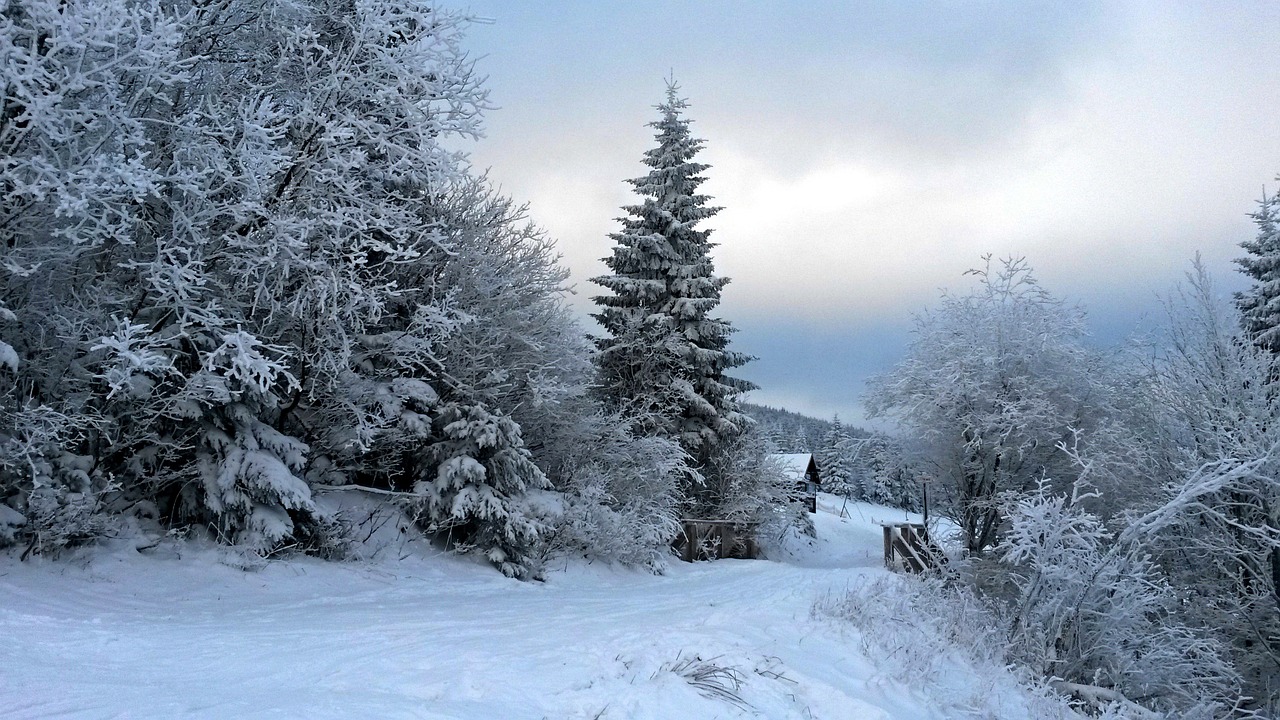 forest winter tree free photo