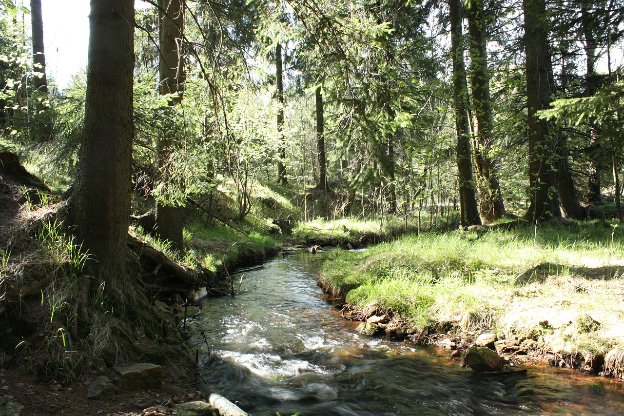 forest bach trees free photo