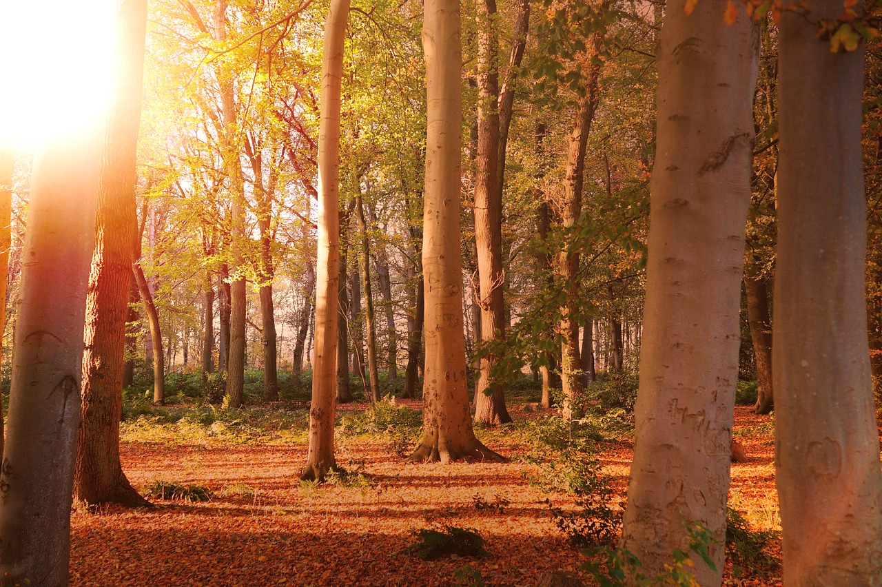 forest trees nature free photo