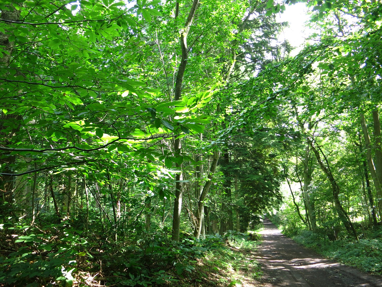 forest spring belgium free photo