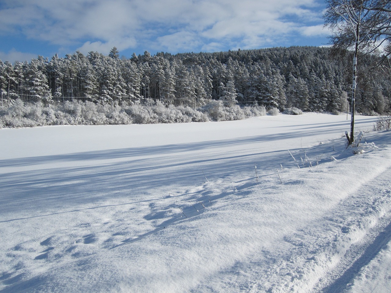 forest winter snow free photo