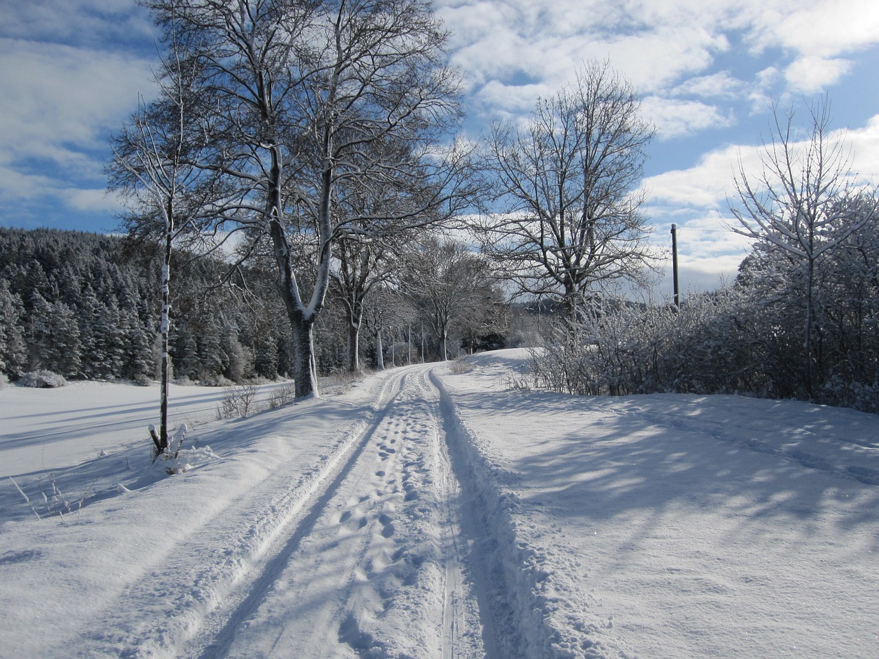 forest winter snow free photo