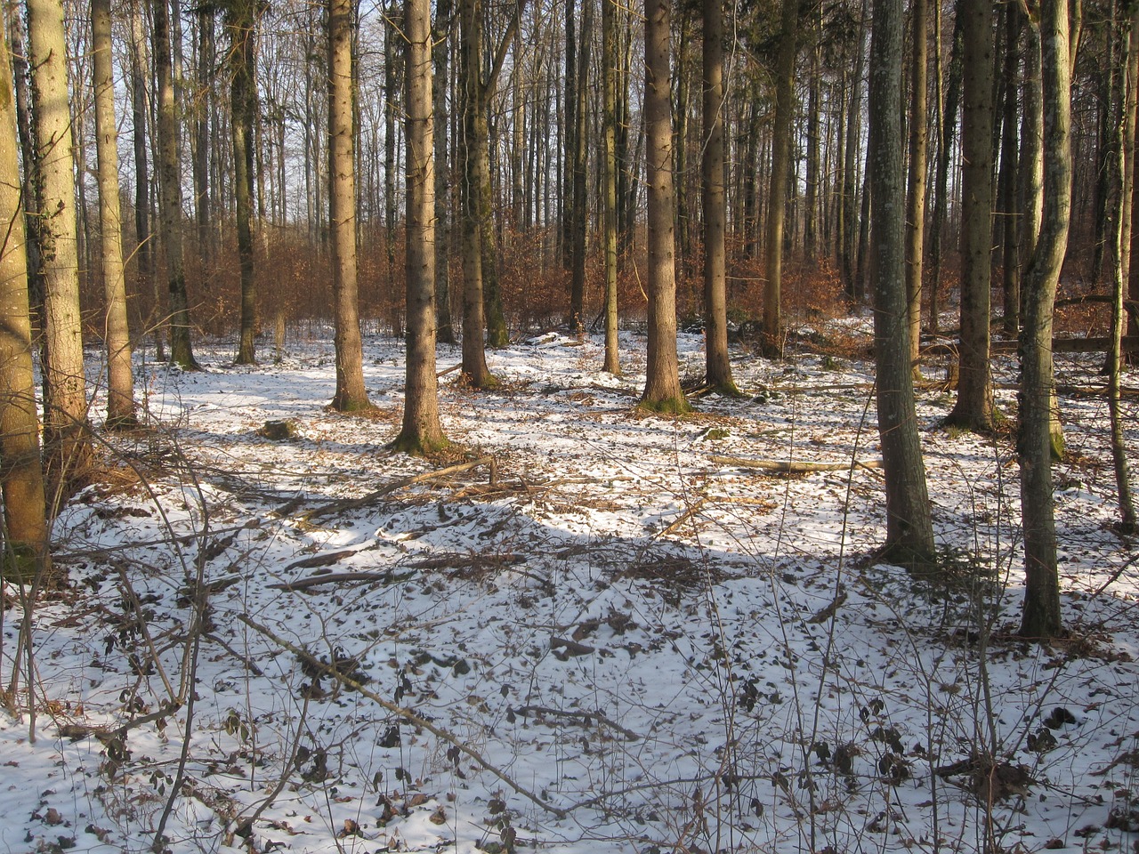 forest winter snow free photo