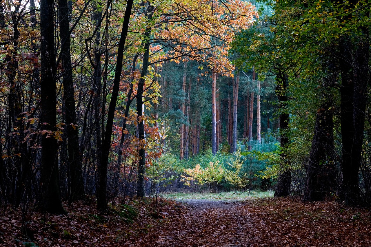 forest autumn leaves free photo