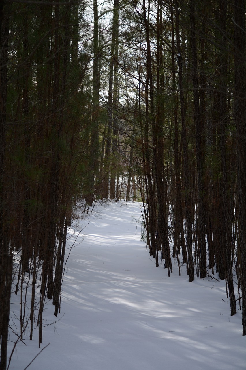 forest path snowy free photo